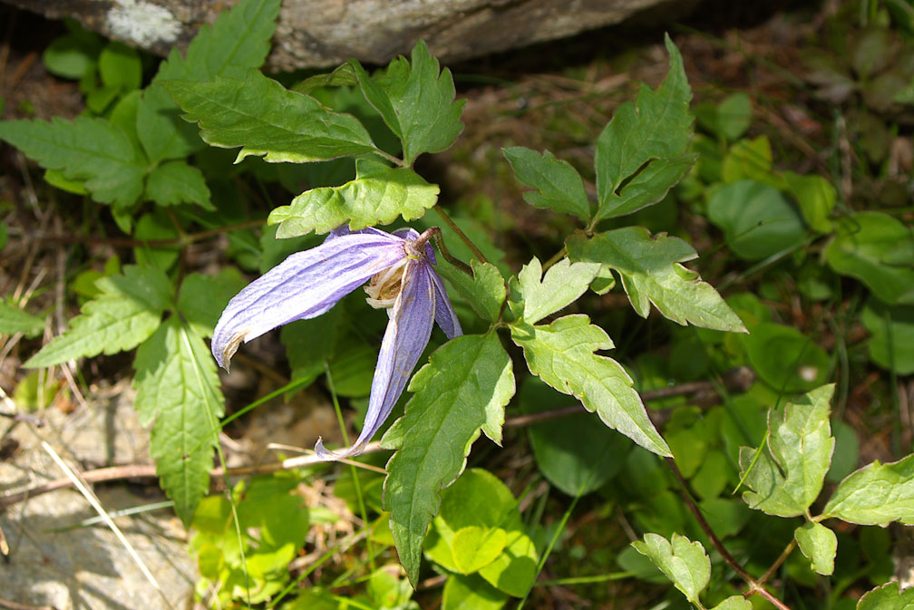 Clematis  alpina / Clematide alpina